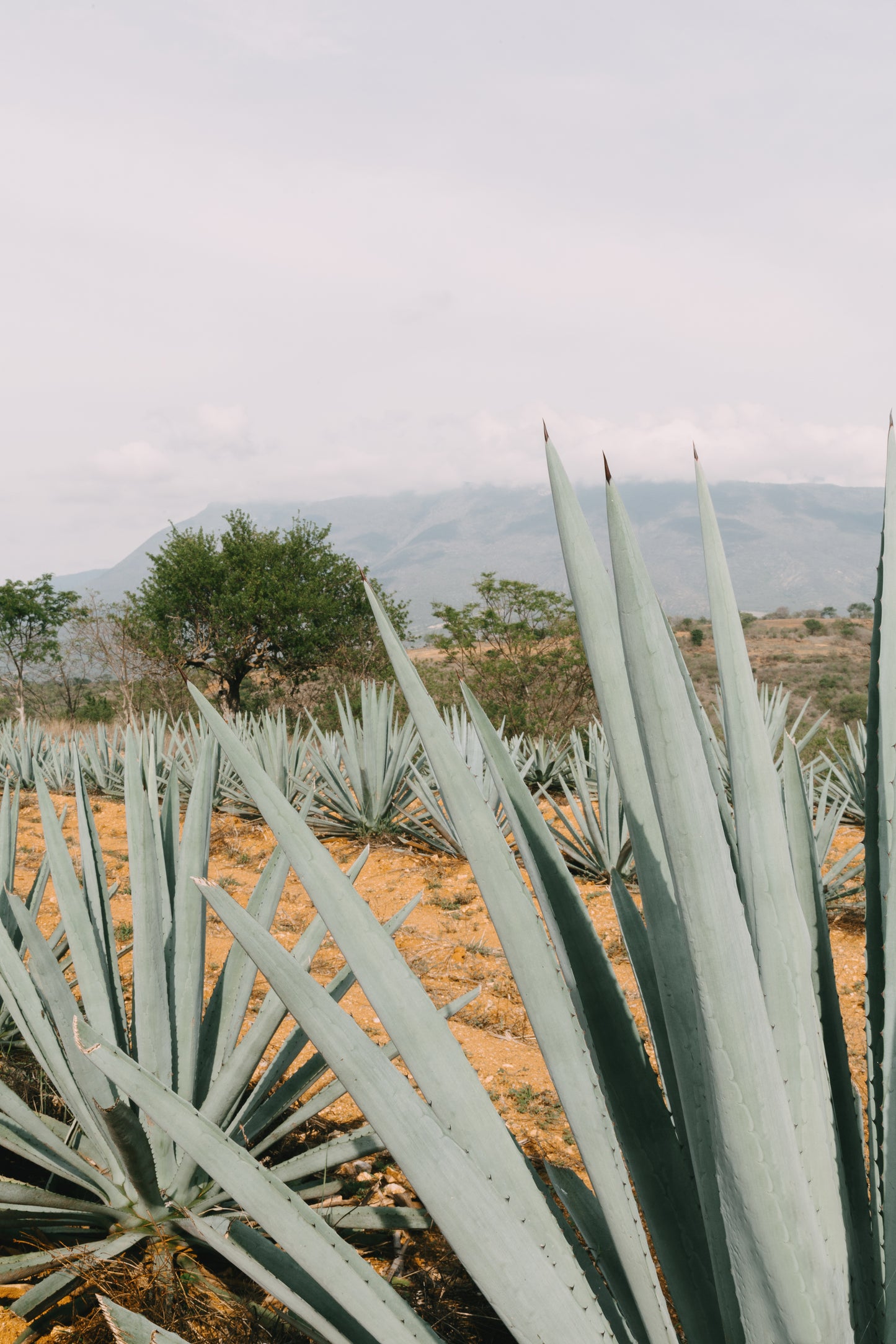 SANTA PEDRERA JOVEN MEZCAL