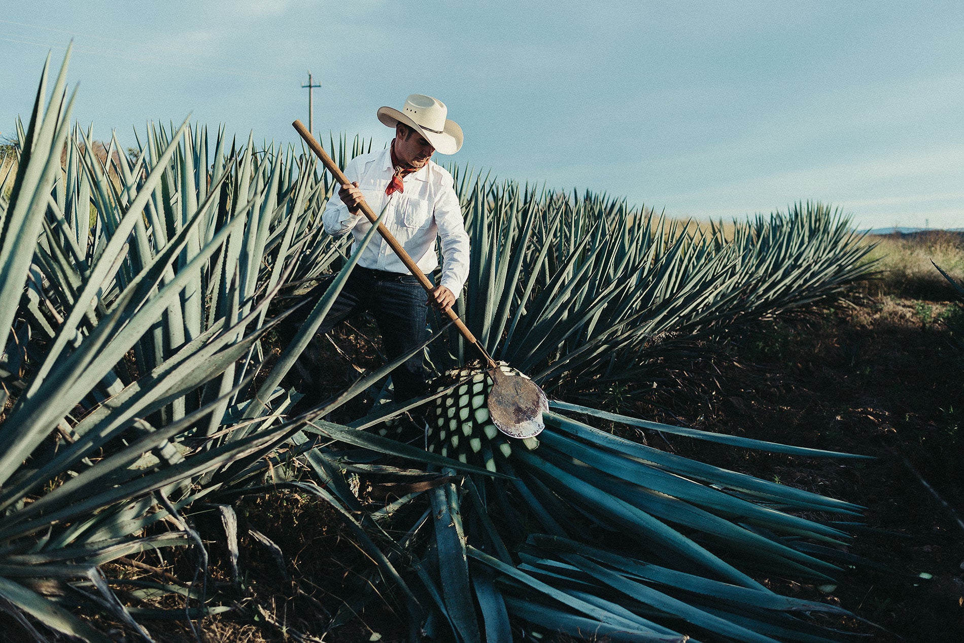 Severo Tequila